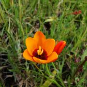 Ixia maculata, Youngsfield
